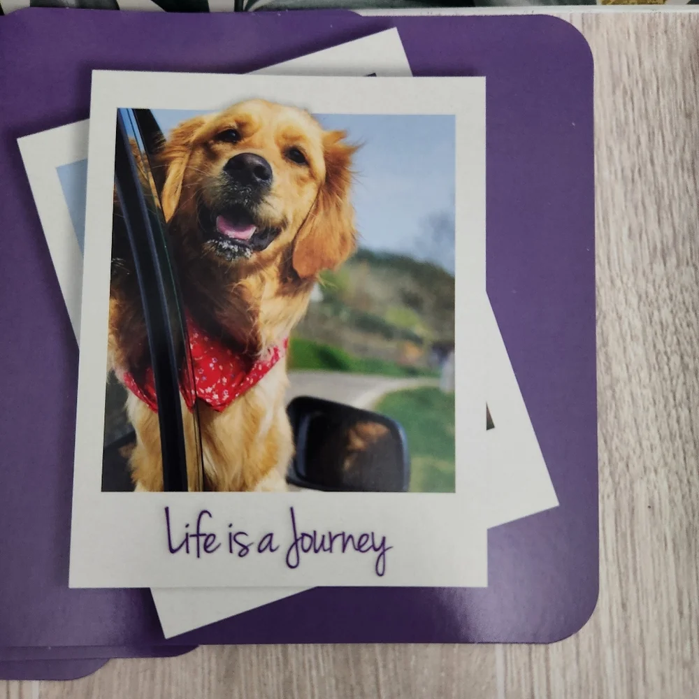 Driftwood Stationary Dog Card Set Beagle Shepherd Golden Retriever Bichon Unwrap